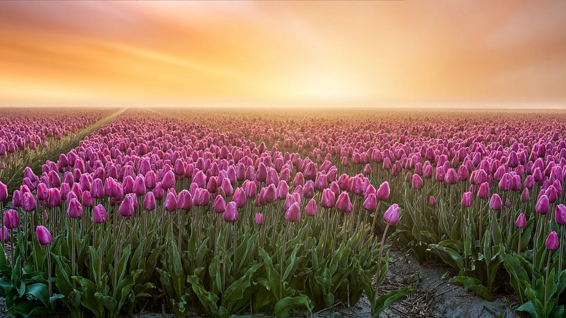 Purple tulips in the mist with sunrise by eric van der eijk