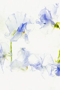 Blauwe wikke in ijs