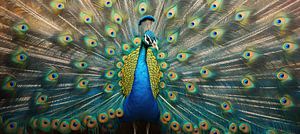 Peacock by Wonderful Art