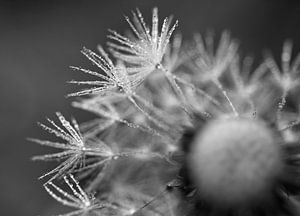 Wet Dandelion Fallschirme Schwarz und Weiß