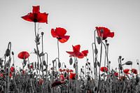 Coquelicots à Malines