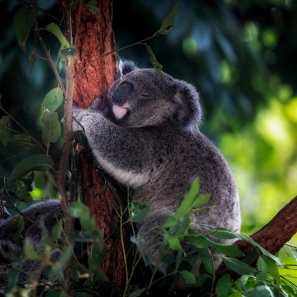 Koala format carré par Chantal CECCHETTI