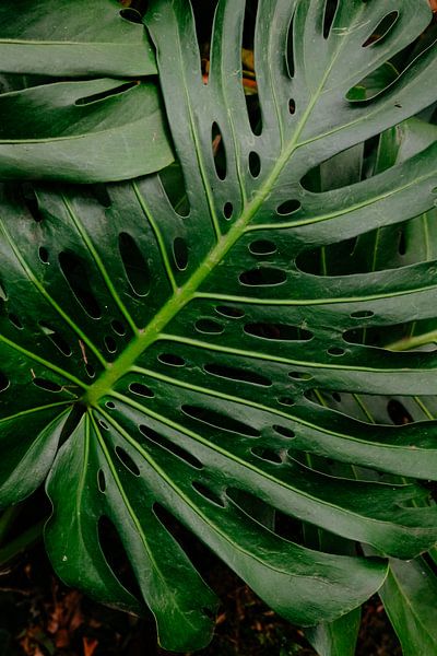 Tropical by Myrthe Vlasveld