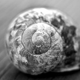 snail shell black and white by Lens Design Studio