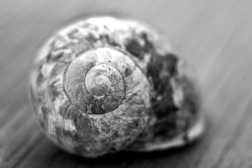 snail shell black and white
