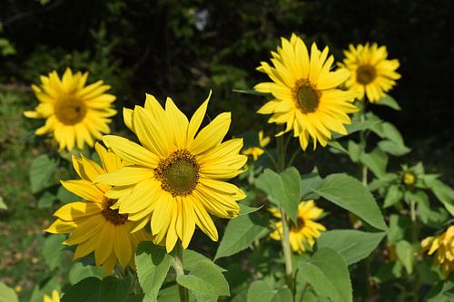 Zonnebloemen in bloei in de tuin