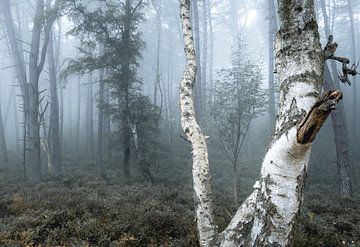 Fog in the forest by Nils Steiner