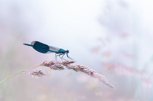 Libellule des prés dans des tons pastel doux