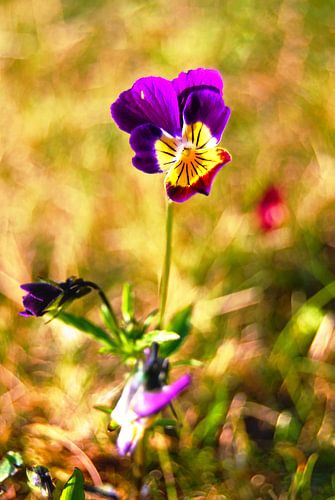 Violet pourpre