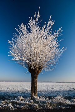 Icy willow