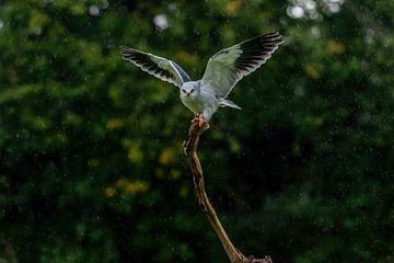 the grey kite - Elanus caeruleus