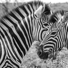 Zebra by Melanie Bruin