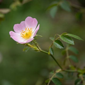 Blüte der Wilden Heckenrose