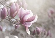 Magnolias rose pâle par Marina de Wit Aperçu