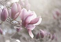 Blassrosa Magnolien