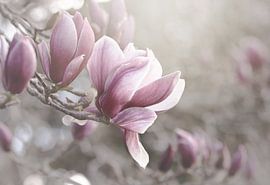 Pale Pink Magnolias by Marina de Wit