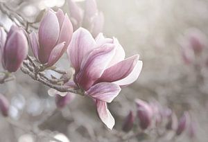Lichtroze Magnolia's van Marina de Wit