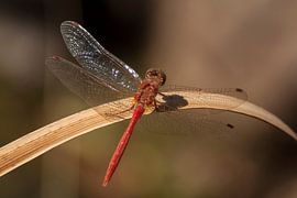 Steinrote Libelle
