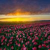 Tulips as far as the eye can see by Rene Siebring