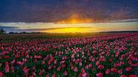 Tulpen zover het oog reikt van Rene Siebring thumbnail