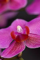 Phaleonopsis Pink