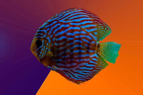 Discus fish