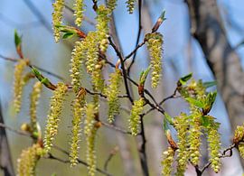 Hop beech by Michael Schuppich