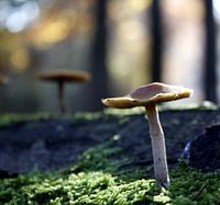 Paddenstoelen