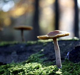 Paddenstoelen by richard de bruyn