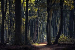 La forêt mystique