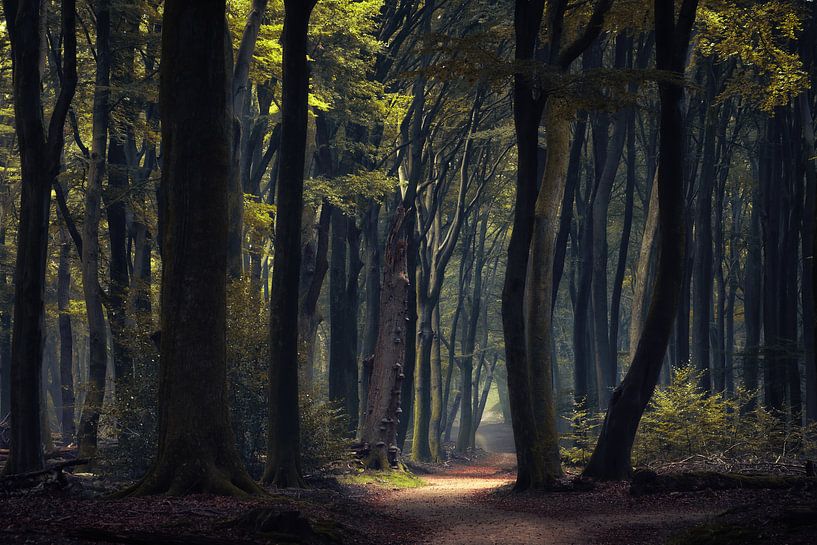 Mystical forest by Martin Podt