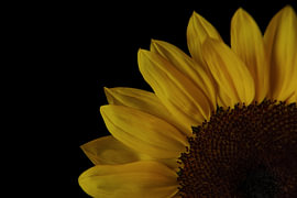 Quiet Radiance by Cindy Coenen Fine Art