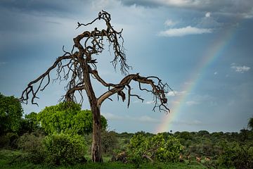 Regenboog in het Makgadikgadi National park in Botswana van Paula Romein