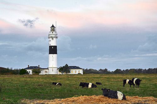 Phare Kampen Sylt avec des vaches