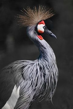 De hangende snavel en lange nek van de kroonkraanvogel die trots naar beneden kijkt