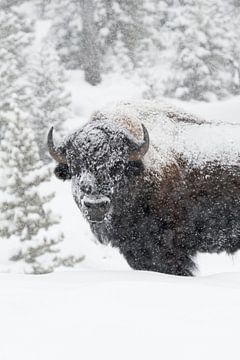Amerikaanse bizon ( Bison bison ), stier in een sneeuwjacht, Yellowstone National Park, USA. van wunderbare Erde
