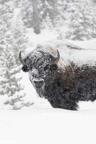 Amerikanischer Bison ( Bison bison ), Bulle im Schneetreiben, Yellowstone-Nationalpark, USA.