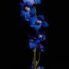 Ridderspoor bloemen van Tim Abeln