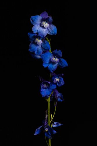 Larkspur flowers by Tim Abeln