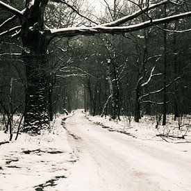 Sneeuw in het bos by Geert D