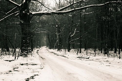 Sneeuw in het bos van Geert D