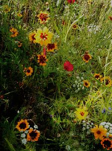 Englischer Landhausgarten Blumen 1