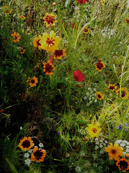 English Cottage Garden Flowers 1 by Dorothy Berry-Lound