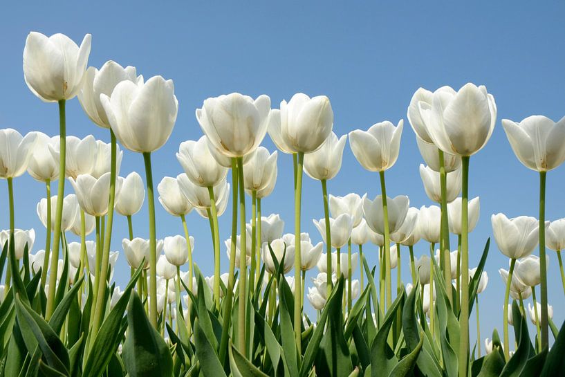 Weiße Tulpen von Jeannette Penris