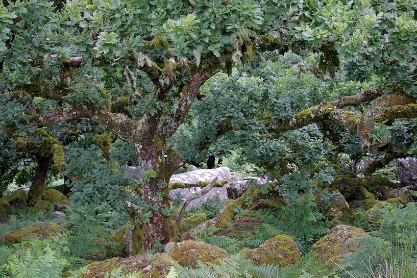 Wald der Weisen 9 von Ralph Jongejan