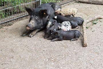 Boar with young piglets