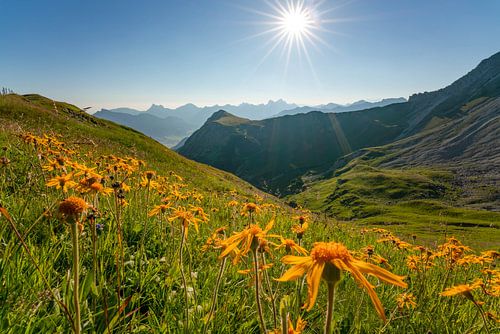 Bloemrijk uitzicht op de bergen van Tannheim
