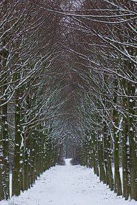 Winter im Wald, eine Allee aus Schnee