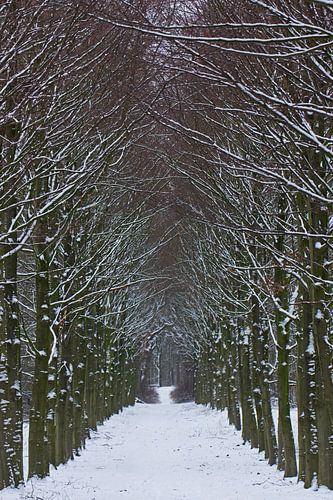 Winter in het bos, een laan met bomen tijdens de sneeuw