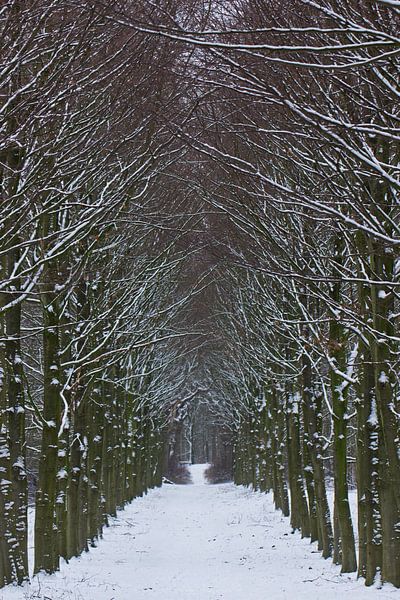 Winter im Wald, eine Allee aus Schnee von Discover Dutch Nature